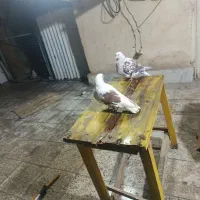 یک جفت نر ماده به فروش می‌رسد|پرنده|تهران, افسریه جنوبی|دیوار