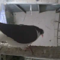 ساده|پرنده|فریمان, |دیوار