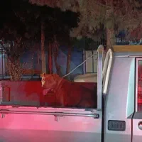 سگ گمشده (مژدگانی به یابنده )|حیوانات|میاندوآب, |دیوار