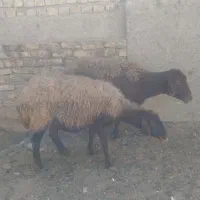مش بره|حیوانات مزرعه|اصفهان, دستگرده|دیوار