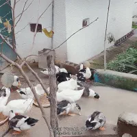 اردک|پرنده|نوشهر, |دیوار