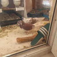 گرگی شمرونی پرش ساعت بالا|پرنده|تهران, مشیریه|دیوار