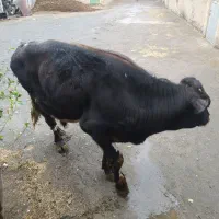 گوساله‌‌هلشتاین