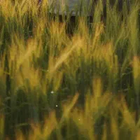 گندم سایسون