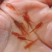 آرتمیا غذای ماهی دیسکس،پلنت،آکواریوم