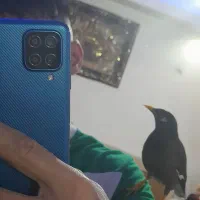 مرغ مینام رفته|حیوانات|ملارد, |دیوار