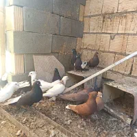 دسته کبوتر رنگی|پرنده|شهرضا, |دیوار