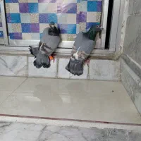 کفتر|پرنده|مشهد, آیت الله کاشانی|دیوار