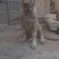 توله سرابی|سگ|شهرکرد, |دیوار