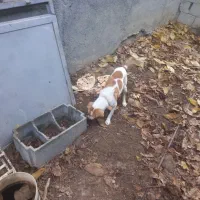 فروش سگ ماده باهوش وتمیز