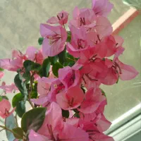 گل و گیاهان جذاب آپارتمانی