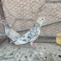 پلاکی سرور|پرنده|شیراز, اکبر آباد|دیوار