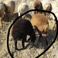 بره ماده|حیوانات مزرعه|مشگین شهر, |دیوار