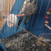 فروش یک جفت عروس هلندی.