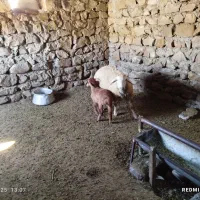 گوسفند با بره