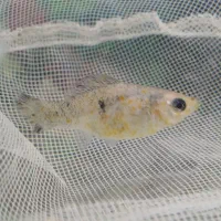 ماهی مولی باردار