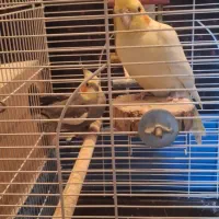 عروس هلندی حراج