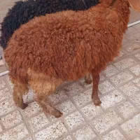 یک بره ماده افشاری