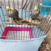 فروش عروس هلندی   2500000