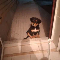 دو تا سگ توله