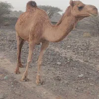 شتر|حیوانات مزرعه|کیش, |دیوار