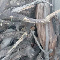 خرید چوب مرکبات وهرس وبرش هر نوع درختی بجز جنگلی|خدمات باغبانی و درختکاری|کازرون, |دیوار