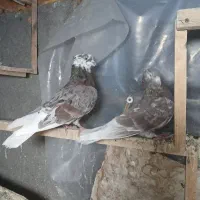 کبوتر پرشی معاوضه با سهره .خاکی و انگشتر خوب