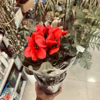 گلکده|گل و گیاه طبیعی|گیلان غرب, |دیوار