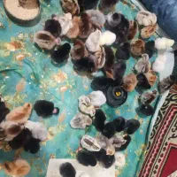 فروش جوجه محلی سالم|حیوانات مزرعه|گلوگاه بابل (گلیا), |دیوار