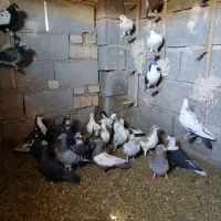 کبوترپرشی|پرنده|کاشمر, |دیوار