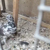 کبوتر قاره