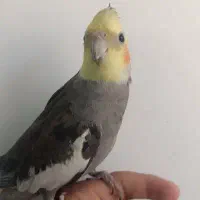 عروس هلندی خاکستری