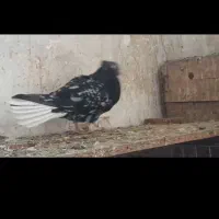 کوهی دم سفید