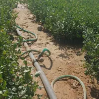 نهال پسته گلدانی،