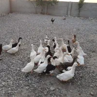 اوردک گوشتی