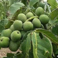 نهال گردوخوشه ای صادراتی