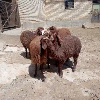بره ماده