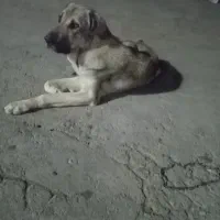 سگ ماده