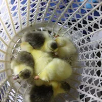 جوجه قوغاز اوکراینی و جوجه غاز