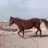 اسب مادیون عرب ایرانی|اسب و تجهیزات اسب‌سواری|شاهدشهر, |دیوار