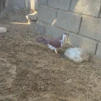 کلاغ دم سرخ افشون ماده|پرنده|تربتحیدریه, طالقانی|دیوار