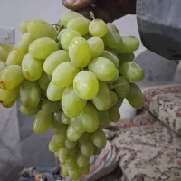 باغ-انگور-بررجاده-دیزج-به-سعدآباد