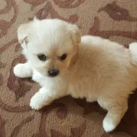 پامراشپیتز