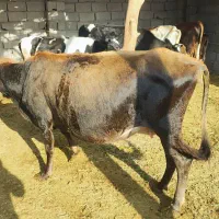 یک عدد گاو جرثه آوست شکم ۵ ماه|حیوانات مزرعه|فهرج, |دیوار