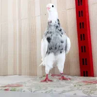 کبوتر طوقی|پرنده|سوسنگرد, |دیوار