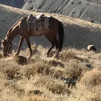 مادیون جوان