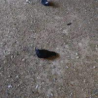 انواع کفتر بلندگیر ،|پرنده|حمیدیه, |دیوار