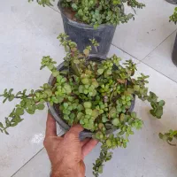 کراسولا خرفه ای گلدان سطل 4 فیکوس ببری|گل و گیاه طبیعی|قم, نیروگاه|دیوار