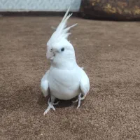 عروسی هلندی البینو|پرنده|علیآباد کتول, |دیوار