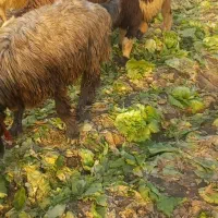 گوسفند گمشده|حیوانات|شوش, |دیوار